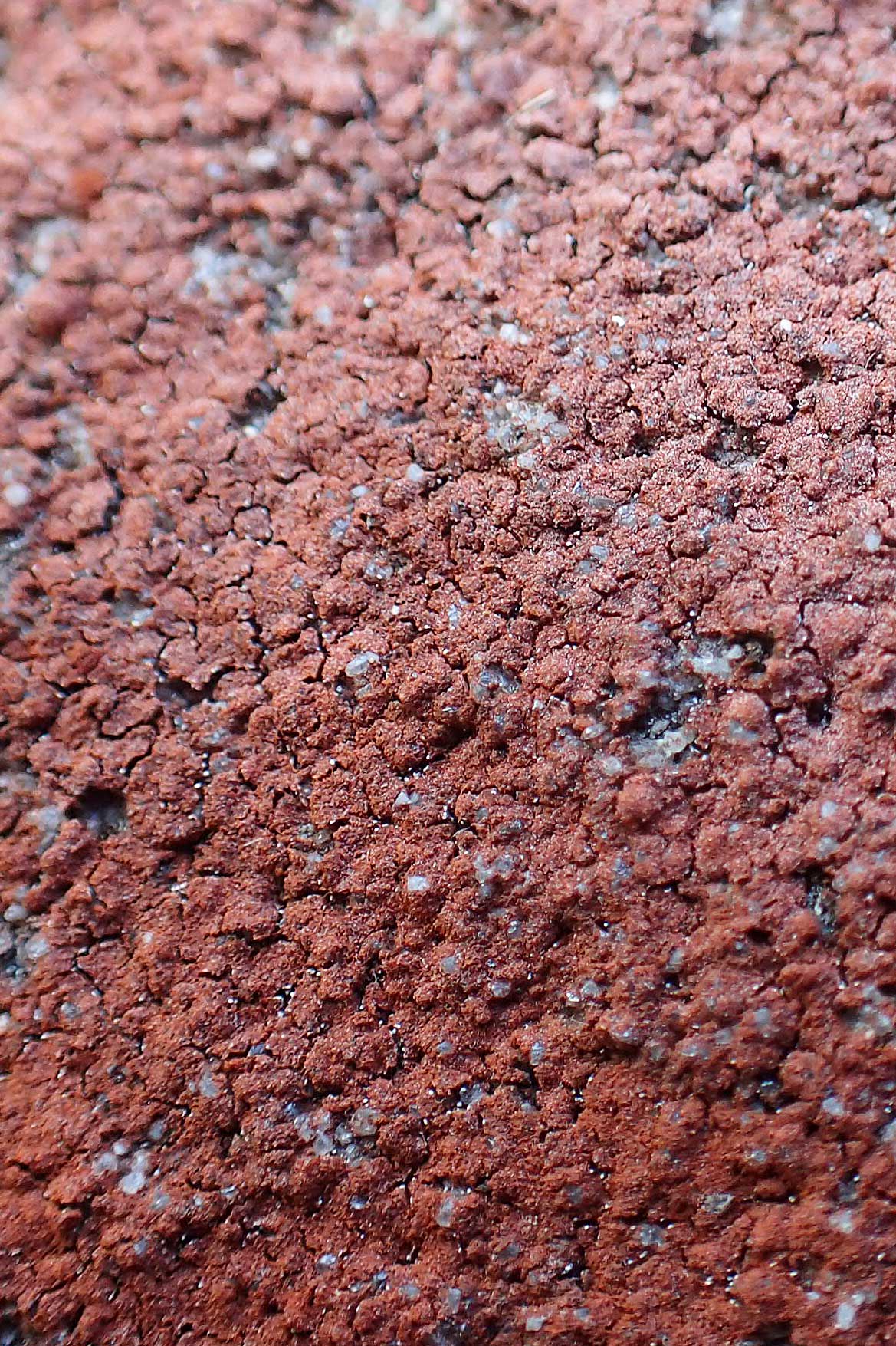 Xanthoria elegans \ Zierliche Gelb-Flechte / Elegant Sunburst Lichen, D Schwarzwald/Black-Forest, Hornisgrinde 22.7.2020