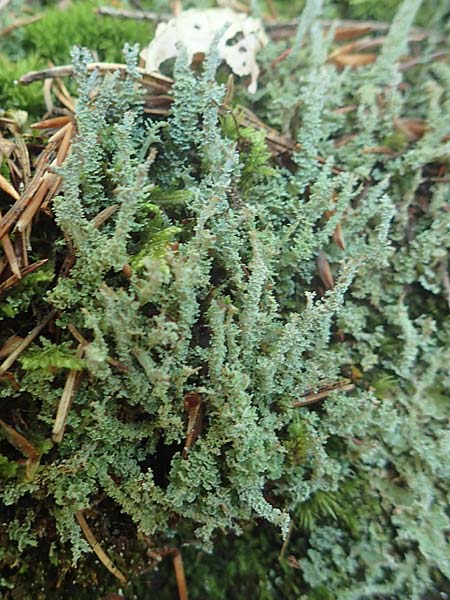 Cladonia bellidiflora \ Schlauch-Flechte, Schnfrchtige Scharlach-Flechte / Lichen, D Kaiserslautern 7.7.2021