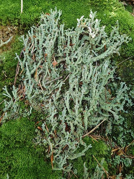 Cladonia bellidiflora \ Schlauch-Flechte, Schnfrchtige Scharlach-Flechte / Lichen, D Kaiserslautern 7.7.2021