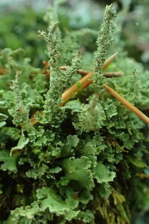 Cladonia bellidiflora \ Schlauch-Flechte, Schnfrchtige Scharlach-Flechte / Lichen, D Kaiserslautern 7.7.2021
