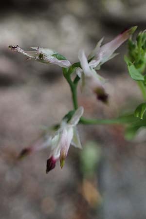 Fumaria muralis \ Mauer-Erdrauch / Wall Fumitory, D Aachen 19.6.2022