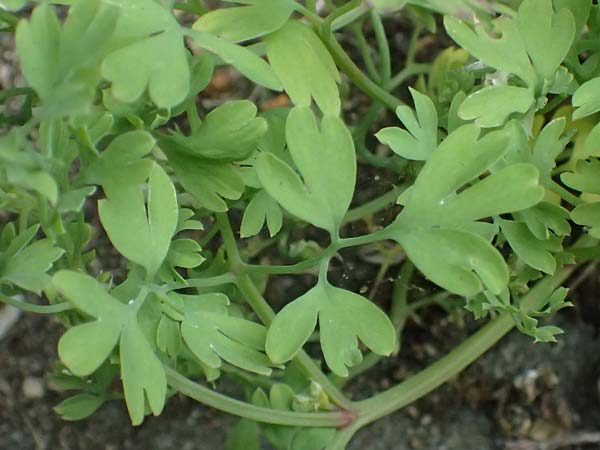 Fumaria muralis \ Mauer-Erdrauch / Wall Fumitory, D Aachen 19.6.2022