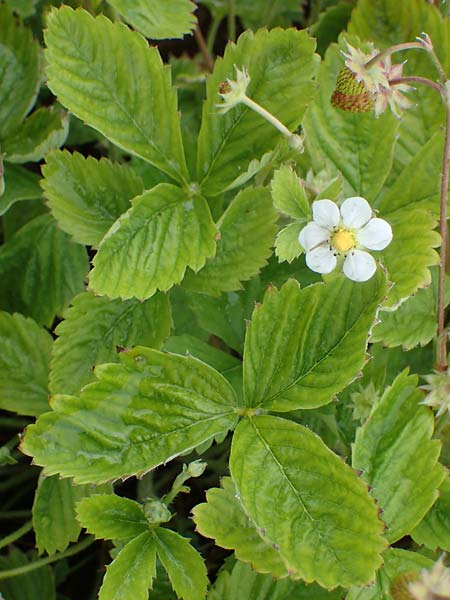 Fragaria vesca \ Wald-Erdbeere / Wild Strawberry, D Thüringen, Kannawurf 16.6.2023
