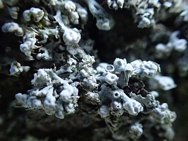 Physcia adscendens \ Helm-Schwielenflechte / Hooded Rosette Lichen, D D&uuml;sseldorf 11.3.2022