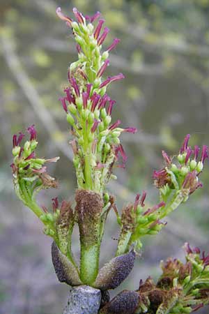 Fraxinus pennsylvanica \ Grn-Esche, Rot-Esche, D Zwingenberg am Neckar 21.4.2015