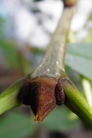 Fraxinus pennsylvanica \ Grn-Esche, Rot-Esche, D Mannheim 20.7.2015