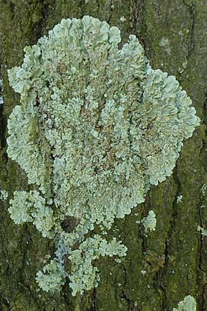 Phaeophyscia orbicularis \ Gewhnliche Schwielenflechte / Mealy Shadow Lichen, D Übach-Palenberg 23.5.2018