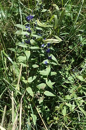 Gentiana asclepiadea \ Schwalbenwurz-Enzian / Willow Gentian, D Uffing 14.8.2024