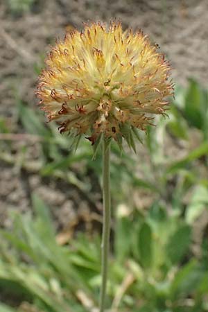 Gaillardia aristata \ Kokardenblume / Common Blanket Flower, D Ludwigshafen 18.7.2026