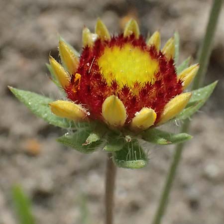 Gaillardia aristata \ Kokardenblume / Common Blanket Flower, D Ludwigshafen 18.7.2026