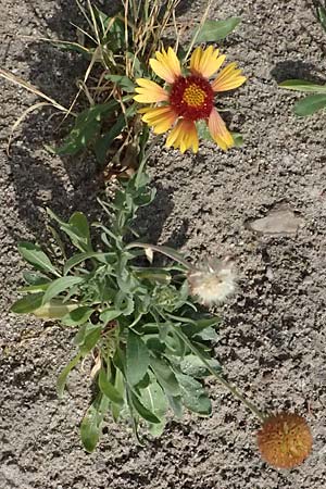 Gaillardia aristata \ Kokardenblume / Common Blanket Flower, D Ludwigshafen 18.7.2026
