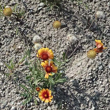 Gaillardia aristata \ Kokardenblume / Common Blanket Flower, D Ludwigshafen 18.7.2026