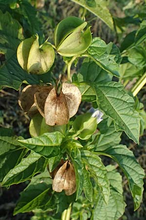 Nicandra physalodes \ Giftbeere / Apple of Peru, D Mannheim 27.10.2024