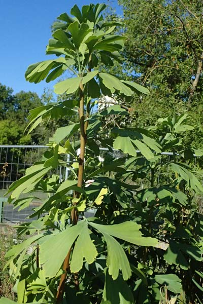 Ginkgo biloba \ Ginkgo / Ginkgo, D Mannheim 24.8.2025