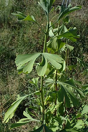 Ginkgo biloba \ Ginkgo / Ginkgo, D Mannheim 24.8.2025