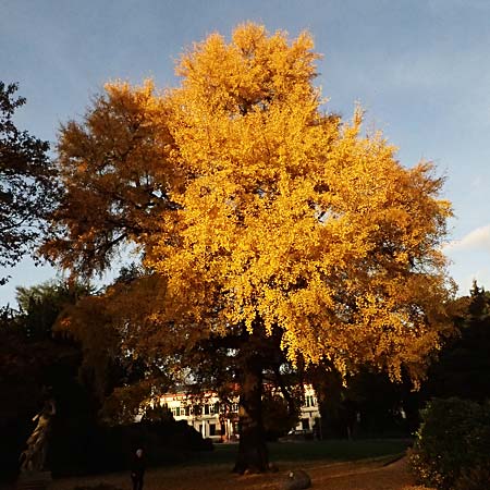 Ginkgo biloba \ Ginkgo / Ginkgo, D Weinheim an der Bergstra&szlig;e 11.11.2025