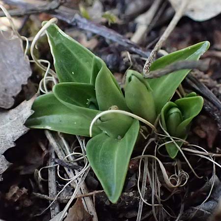 Gentiana cruciata \ Kreuz-Enzian / Cross-Leaved Gentian, D Mannheim 4.4.2025