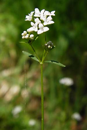 Galium palustre agg. \ Sumpf-Labkraut / Common Marsh Bedstraw, D Ober-Roden 17.6.2015