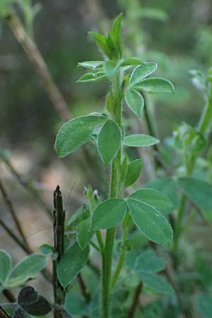 Cytisus scoparius \ Besen-Ginster, D Bad D&uuml;rkheim 25.5.2026