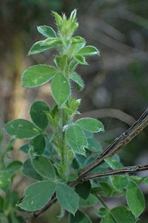 Cytisus scoparius \ Besen-Ginster, D Bad D&uuml;rkheim 25.5.2026