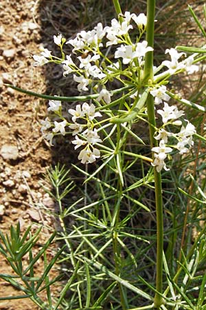 Galium glaucum \ Blaugr&uuml;nes Labkraut / Glaucous Bedstraw, Waxy Bedstraw, D Bad M&uuml;nster am Stein 6.6.2015