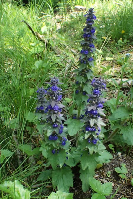 Ajuga genevensis \ Genfer Gnsel, Heide-Gnsel / Blue Bugle, D Eiersheim 31.5.2025