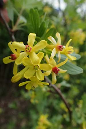 Ribes aureum \ Gold-Johannisbeere / Golden Currant, D Tromm 20.4.2025