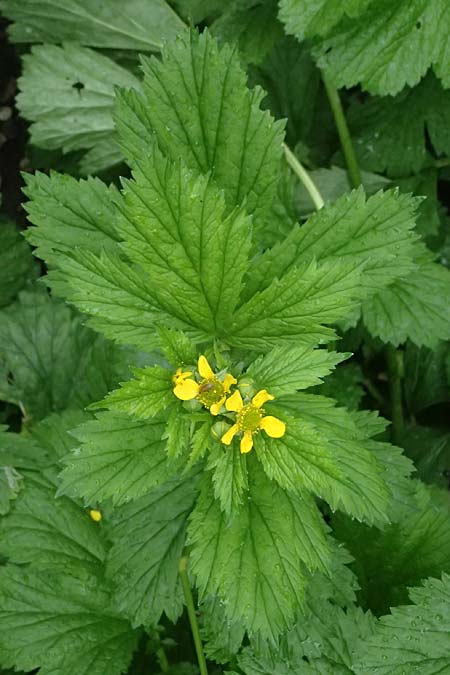 Geum japonicum \ Japanische Nelkenwurz / Japanese Avens, D Weinheim an der Bergstraße 29.5.2025