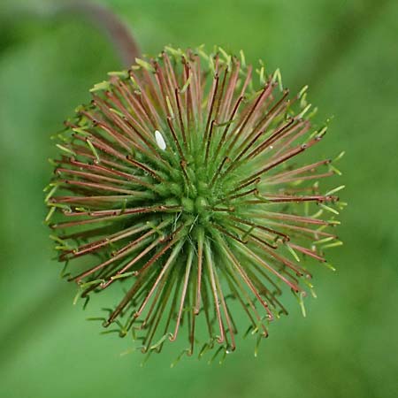 Geum japonicum \ Japanische Nelkenwurz / Japanese Avens, D Weinheim an der Bergstraße 29.5.2025