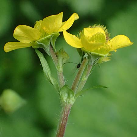 Geum japonicum \ Japanische Nelkenwurz / Japanese Avens, D Weinheim an der Bergstraße 29.5.2025