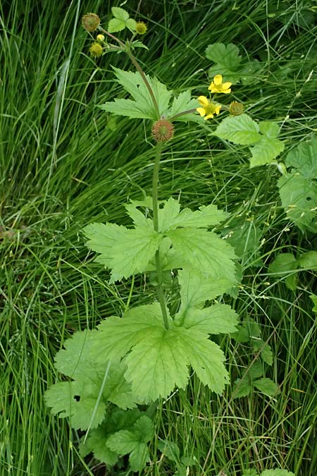 Geum japonicum \ Japanische Nelkenwurz / Japanese Avens, D Weinheim an der Bergstraße 29.5.2025
