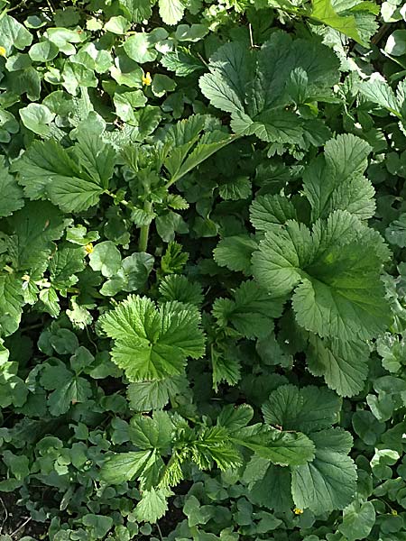 Geum japonicum \ Japanische Nelkenwurz / Japanese Avens, D Weinheim an der Bergstra&szlig;e 5.4.2026
