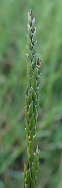 Glyceria fluitans \ Flutender Schwaden / Floating Sweet Grass, D Neustadt am Main 28.6.2026