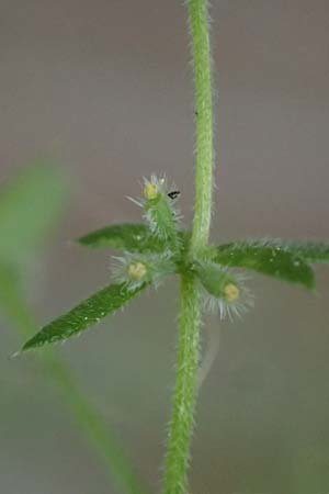 Galium murale \ Mauer-Labkraut / Yellow Wall Bedstraw, D Frankfurt 4.5.2025