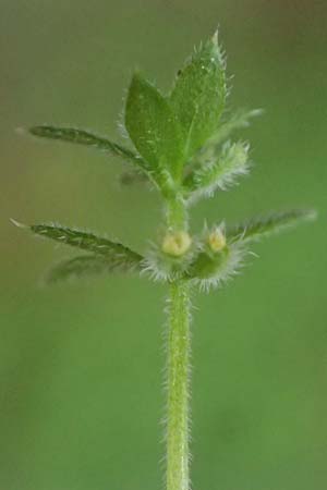 Galium murale \ Mauer-Labkraut / Yellow Wall Bedstraw, D Frankfurt 4.5.2025