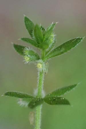Galium murale \ Mauer-Labkraut / Yellow Wall Bedstraw, D Frankfurt 4.5.2025