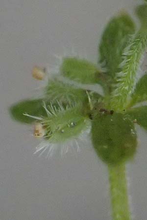 Galium murale \ Mauer-Labkraut / Yellow Wall Bedstraw, D Frankfurt 4.5.2025