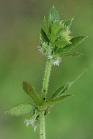 Galium murale \ Mauer-Labkraut / Yellow Wall Bedstraw, D Frankfurt 4.5.2025