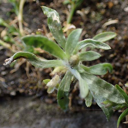 Gnaphalium pensylvanicum \ Pennsylanisches Schein-Ruhrkraut / Pensylvania Cudweed, D Gießen 12.6.2023
