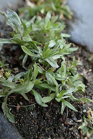 Gnaphalium pensylvanicum \ Pennsylanisches Schein-Ruhrkraut / Pensylvania Cudweed, D Gießen 12.6.2023