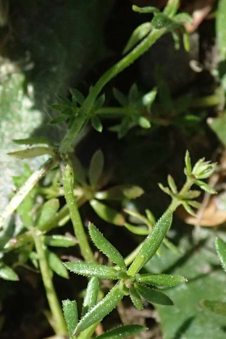 Galium parisiense s.str. \ Pariser Labkraut / Wall Bedstraw, D Rauenberg 25.4.2026