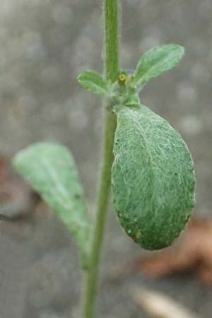 Gnaphalium pensylvanicum / Pensylvania Cudweed, D M&uuml;lheim an der Ruhr 31.8.2026