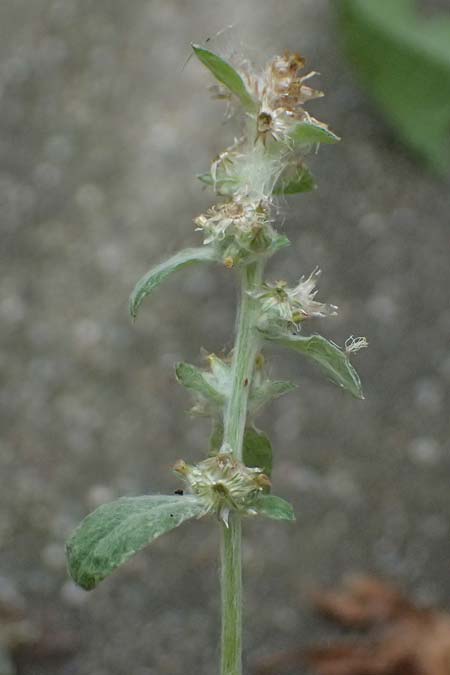 Gnaphalium pensylvanicum / Pensylvania Cudweed, D M&uuml;lheim an der Ruhr 31.8.2026