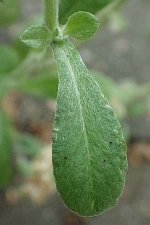Gnaphalium pensylvanicum / Pensylvania Cudweed, D M&uuml;lheim an der Ruhr 31.8.2026