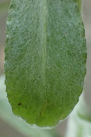 Gnaphalium pensylvanicum / Pensylvania Cudweed, D M&uuml;lheim an der Ruhr 31.8.2026