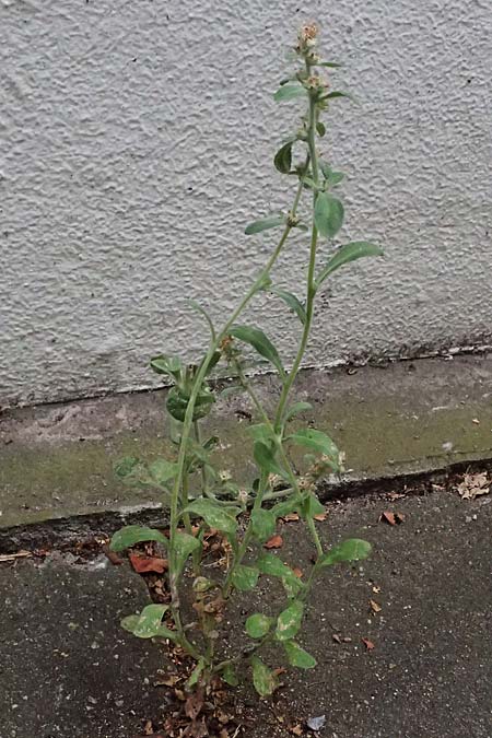 Gnaphalium pensylvanicum / Pensylvania Cudweed, D M&uuml;lheim an der Ruhr 31.8.2026