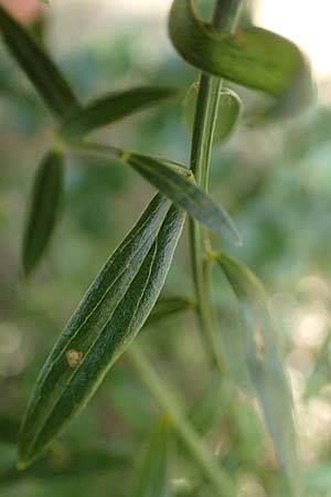 Genista tinctoria \ Frber-Ginster / Dyer's Greenweed, D Otzberg 16.8.2025
