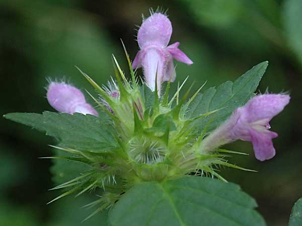 Galeopsis tetrahit \ Stechender Hohlzahn / Common Hemp-Nettle, D Oberdielbach 7.9.2025