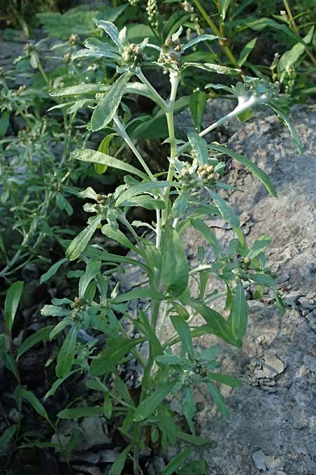 Gnaphalium uliginosum \ Sumpf-Ruhrkraut, D Eggenstein-Leopoldshafen 15.9.2026