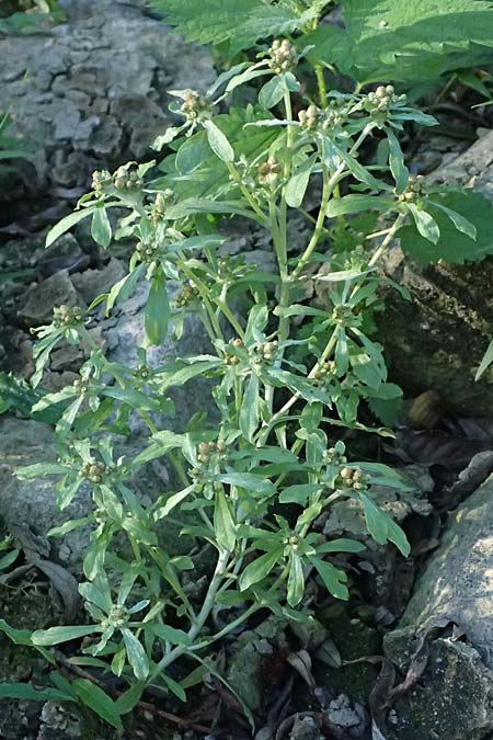 Gnaphalium uliginosum \ Sumpf-Ruhrkraut, D Eggenstein-Leopoldshafen 15.9.2026